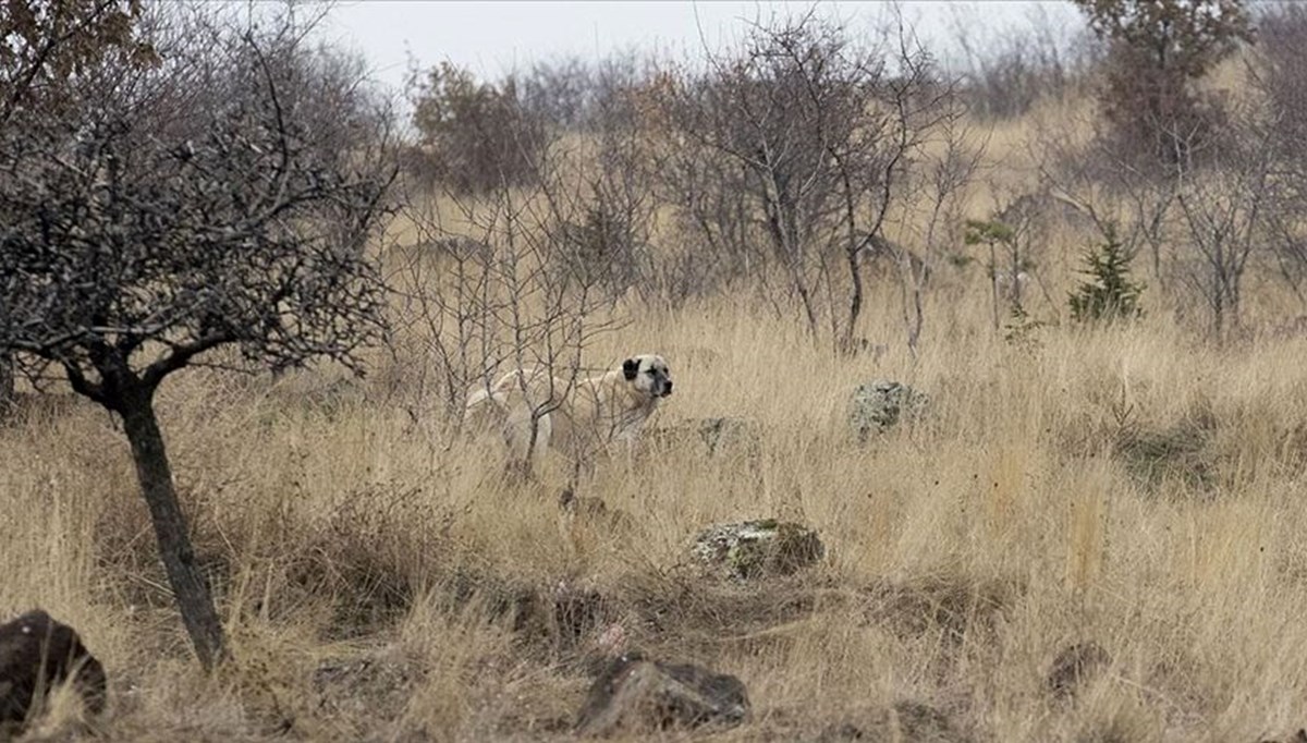 Ankara’da sahipsiz köpeklerin saldırısıyla ilgili soruşturma başlatıldı (4’üncü sınıf öğrencisi Tunahan Yılmaz ağır yaralı)