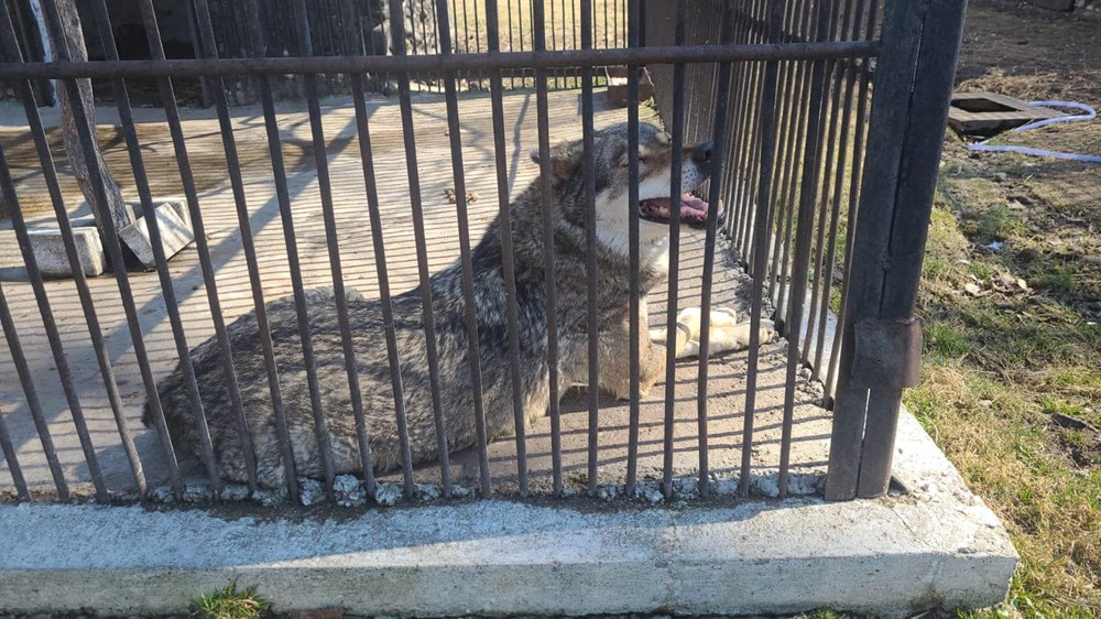 Ukrayna'dan bir aslan ve kurt minibüsle tahliye edildi - 7