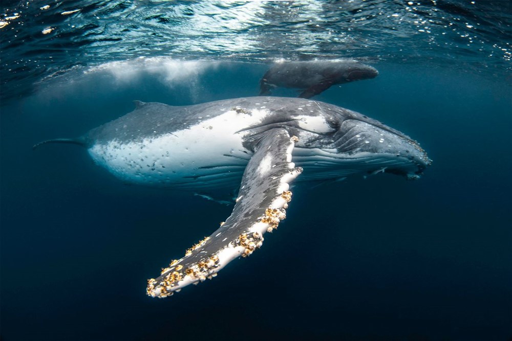 Küresel ısınmanın çözümü balinalar mı? - 7