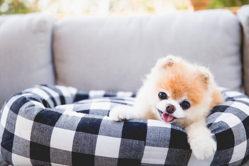 Dünyanın en ünlü köpeği Boo hayatını kaybetti - Magazin Haberleri