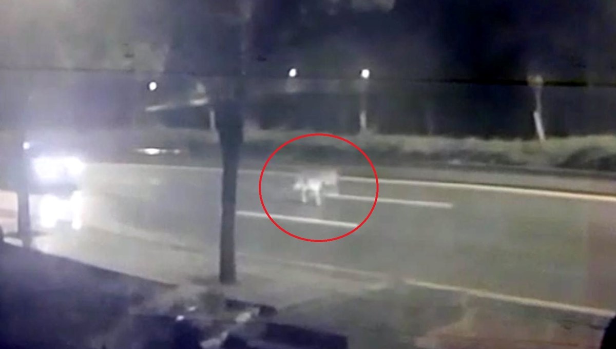 Ankara'da mühürlü hayvanat bahçesinden aslan kaçtı Ankara'da mühürlü hayvanat bahçesinden aslan kaçtı