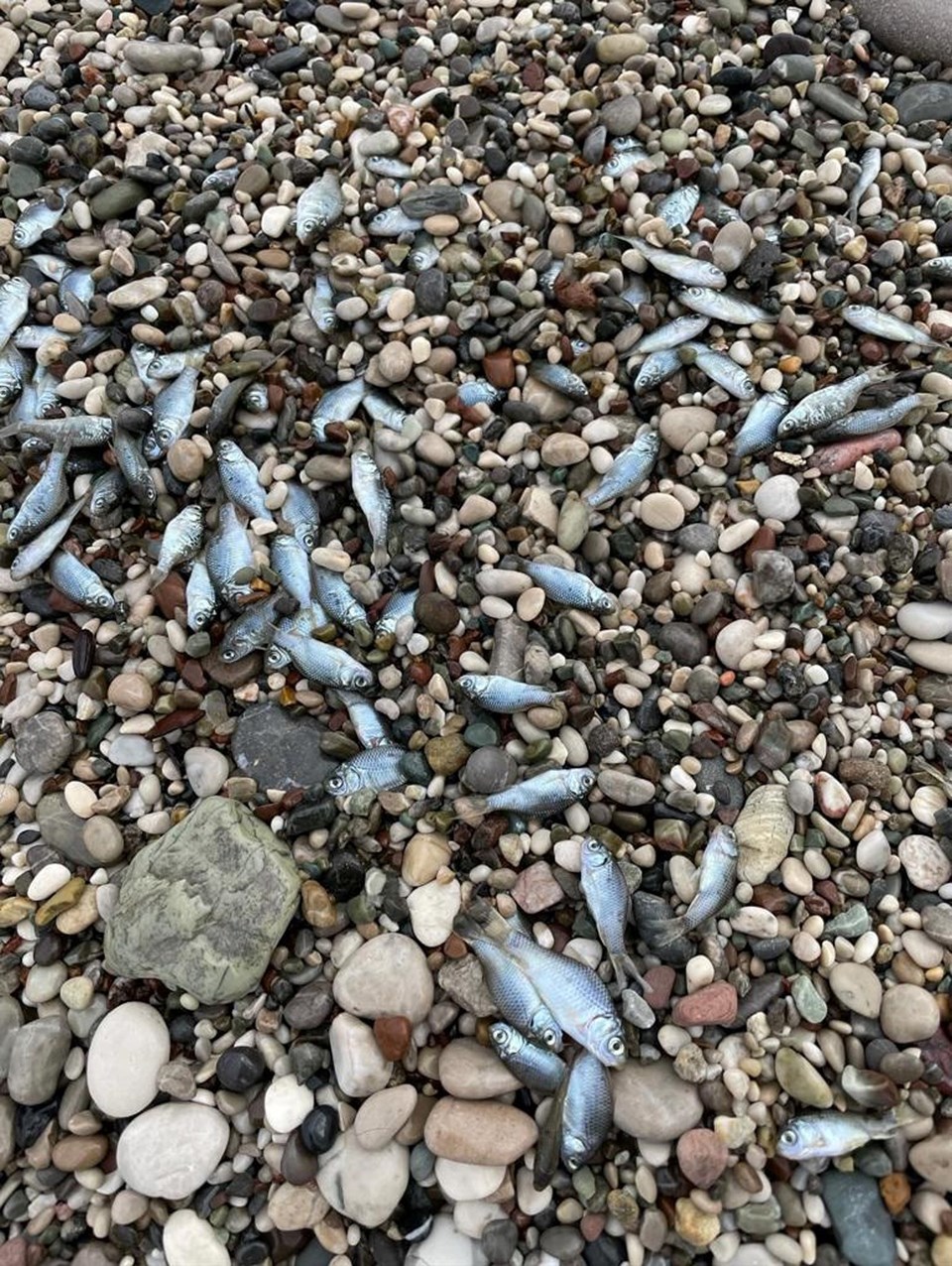 Konyaaltı Sahili'nde balık ölümleri - 2