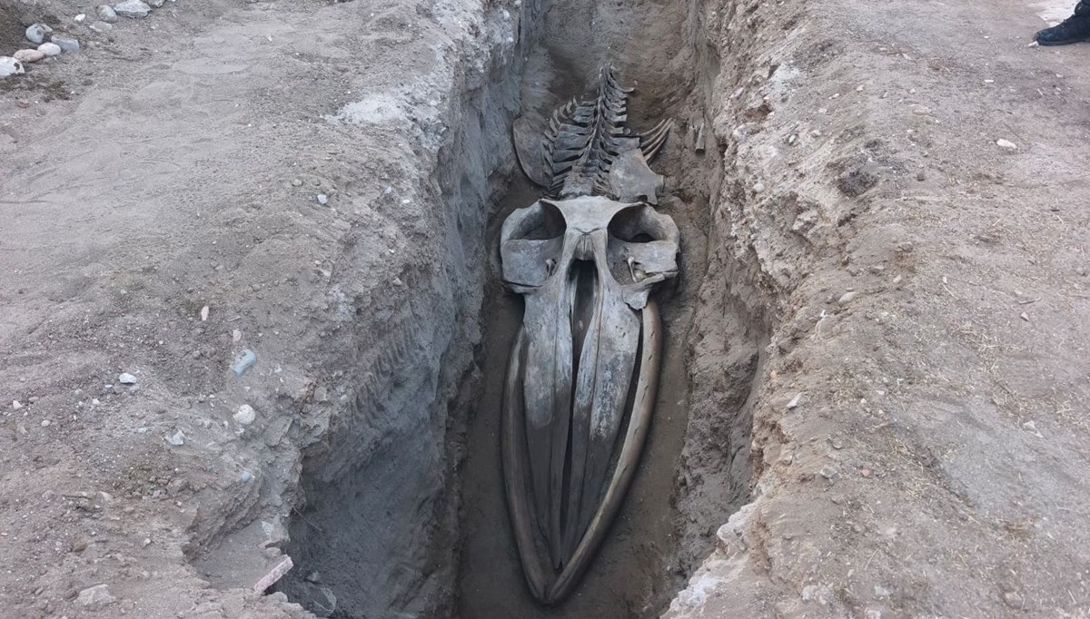 Mersin'de 4 yıl önce toprağa gömülen Fin balinasının iskeleti gün yüzüne çıkıyor