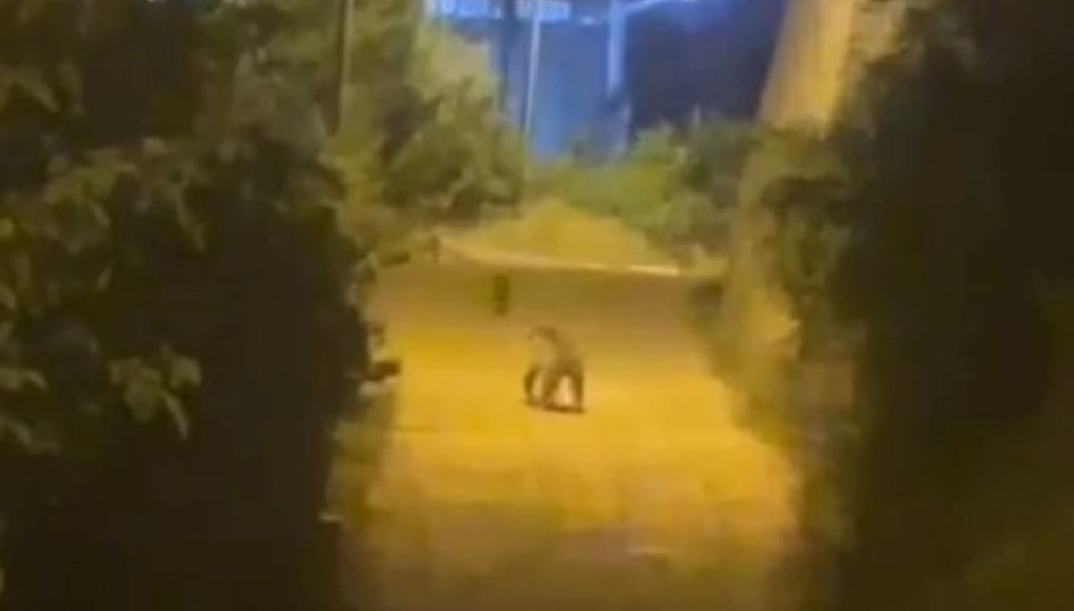Gümüşhane'de şehir merkezine ayı indi