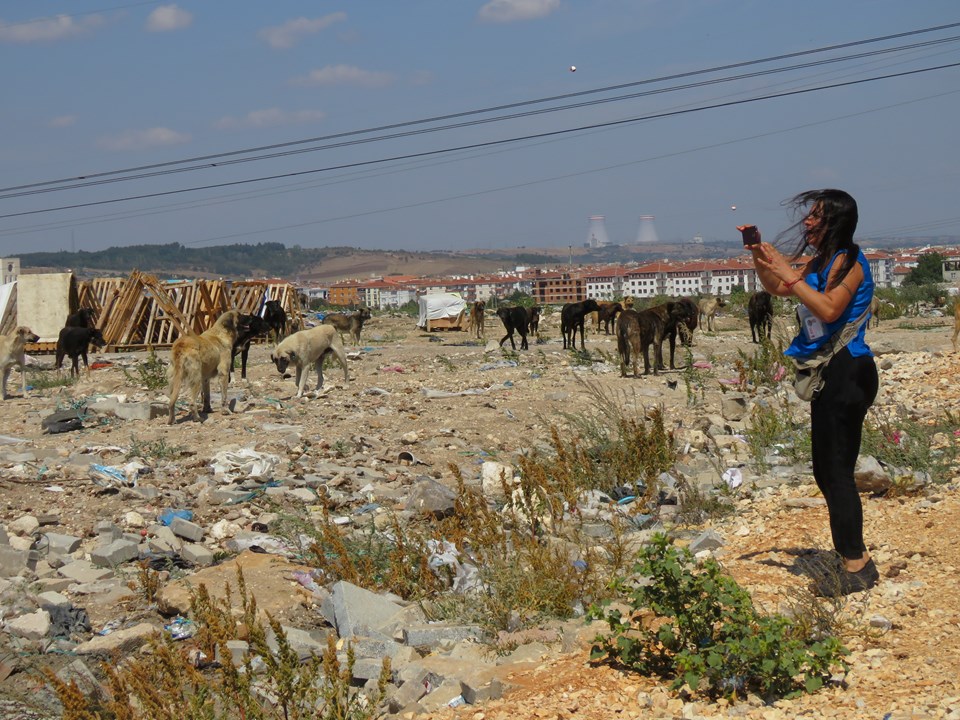 Lüleburgaz'da 300'e yakın köpeğin kaybolduğu iddiası - 2