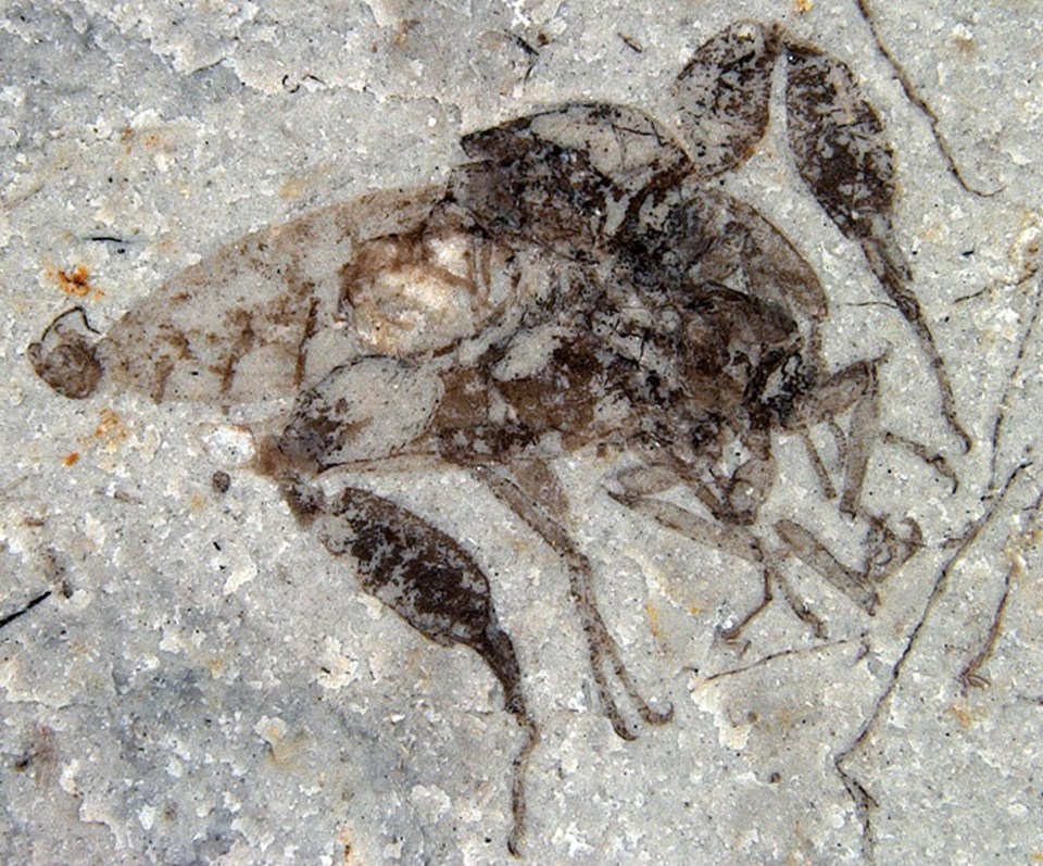 Antik böcek 165 milyon yıl sonra aklandı - 1