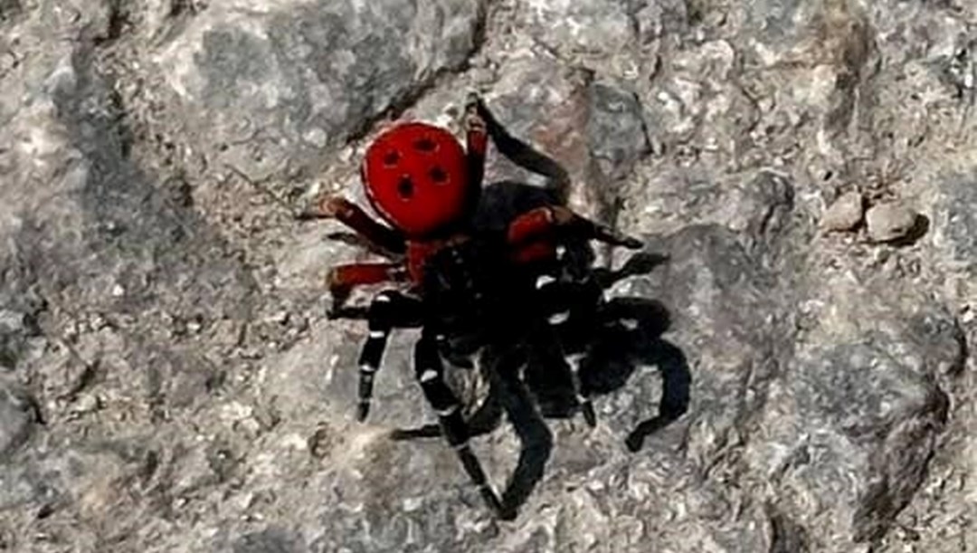 Uğur böceği görünümlü böcek, sandığınız kadar masum değil