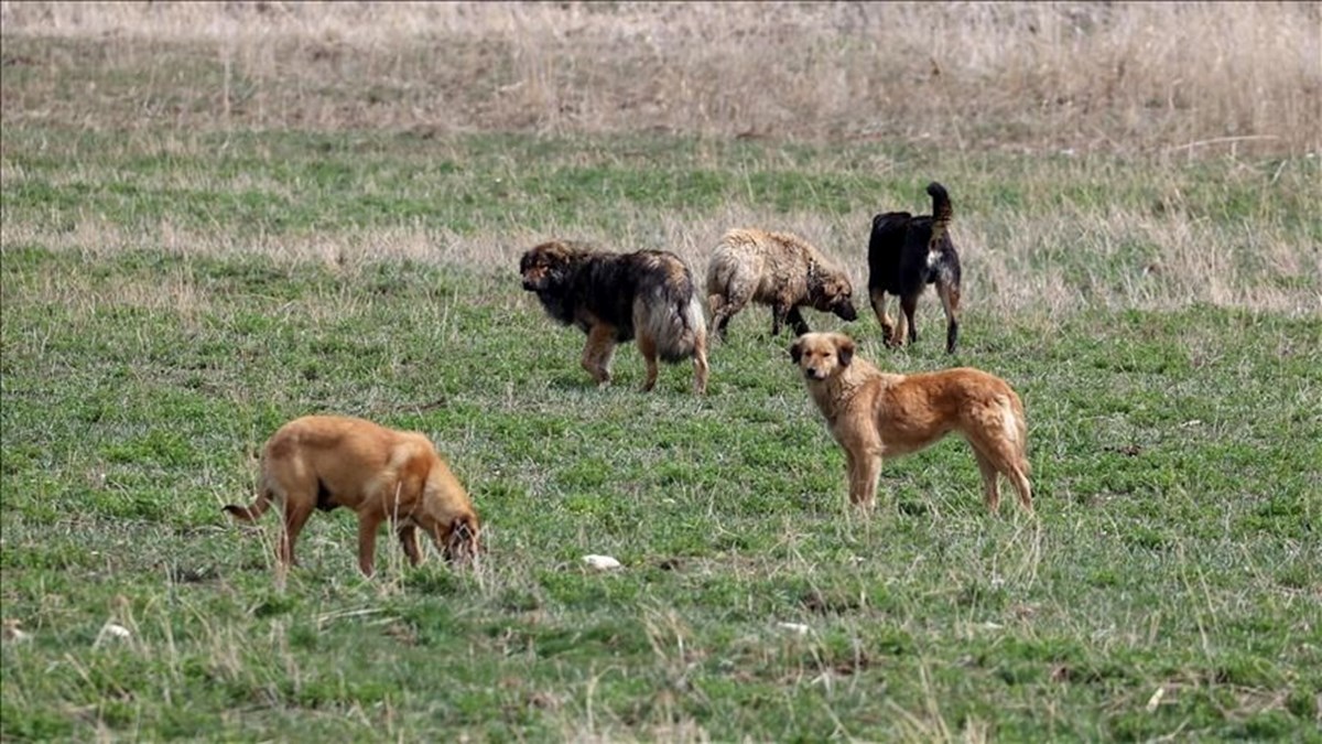 Sokak köpekleri kanun teklifi hazır: Uyutma seçeneği için yeni karar