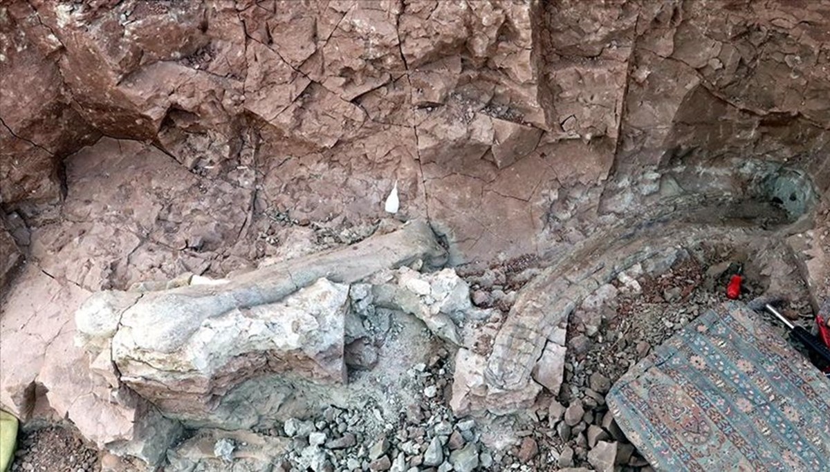 Çankırı'da fillerin atalarına ait 9 milyon yıllık uyluk kemiği ve diş bulundu