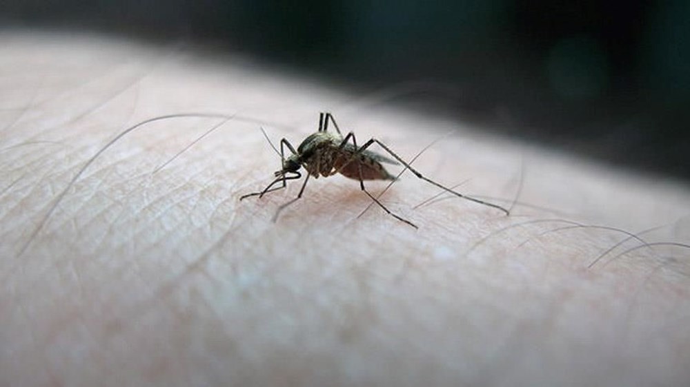 İstanbul'da sivrisinekler hastanelik etmeye başladı - Son Dakika Türkiye  Haberleri | NTV Haber