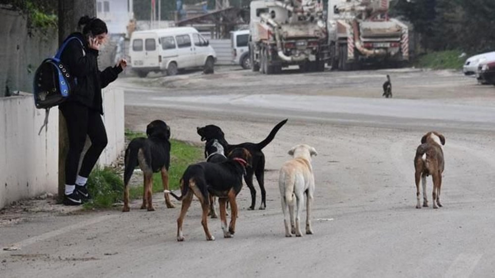 Sahipsiz köpek düzenlemesi: Teklif Genel Kurul'dan geçerek yasalaştı - 2