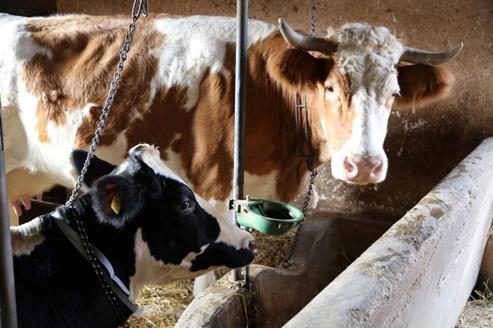 Deprem kuşlara ilgiyi arttırdı: Hayvanlar depremleri önceden hissetti mi? - 3