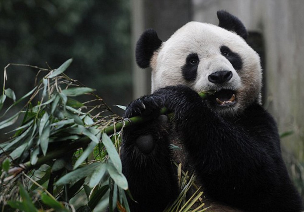 Животные технологии. Giant Pandas in China.