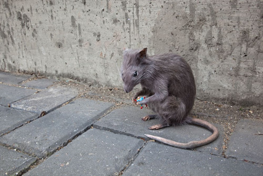 Крыса фото уличная дикая Крыса фото уличная дикая