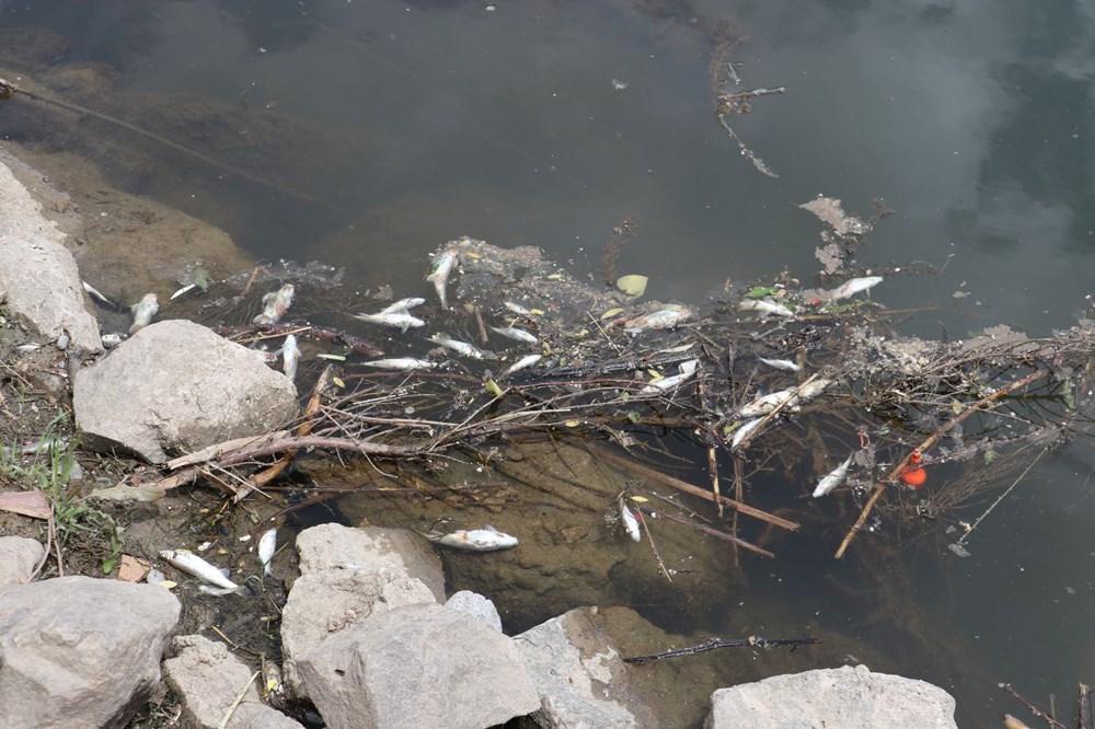 Dicle Nehri'nde korkutan görüntü: Çok sayıda ölü balık tespit edildi! Uzmandan ‘can suyu’ uyarısı - 4