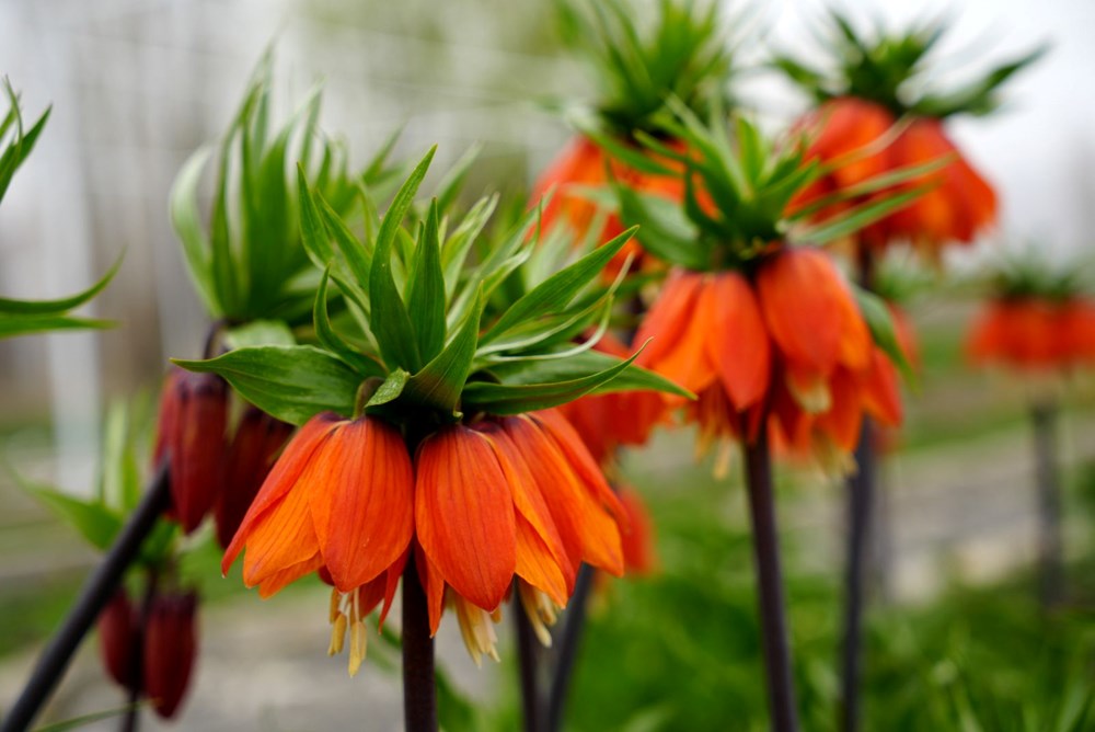 Bu çiçeği koparmanın cezası 577 bin lira: Ülkemizde 52 çeşidi bulunuyor 73 OFwLW3gaPEi QJn0S0kwQQ