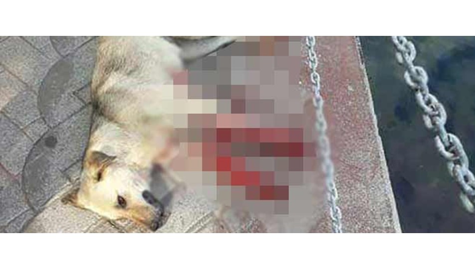 Kocaeli�de köpeğin göğsüne demir saplayıp ölümüne neden olan kişi