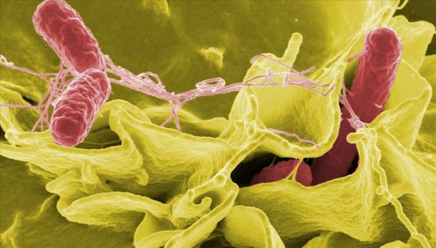 Salmonella nedir, nasıl bulaşır? Salmonella bakterisi belirtileri neler?