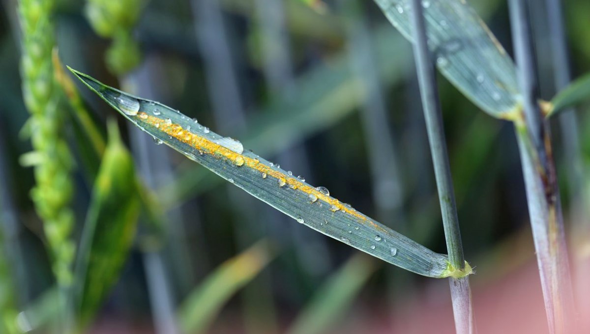 Wheat yellow rust фото 32