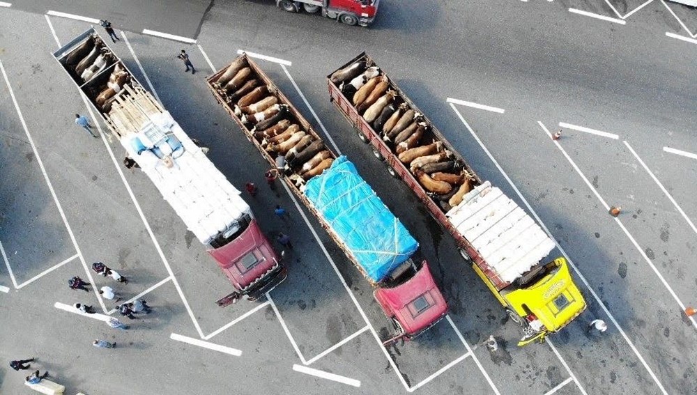 İstanbul'da kurbanlık hayvan denetimi - 3