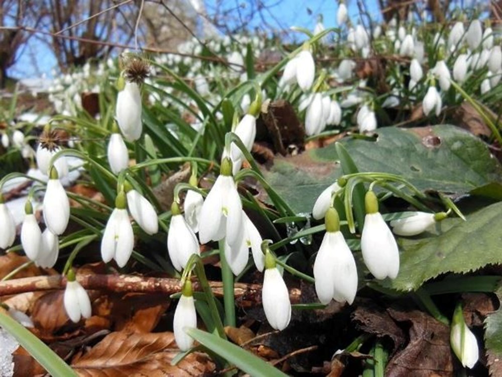 Nevruz Bayramı nedir, ne zaman, nasıl kutlanır? Nevruz ritüelleri - 2