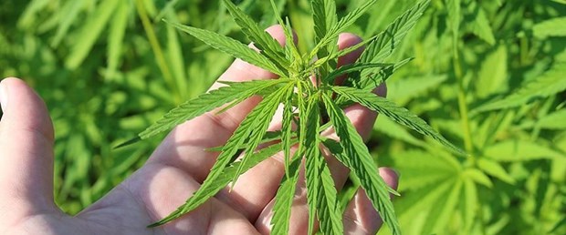 kenevir ile ilgili görsel sonucu