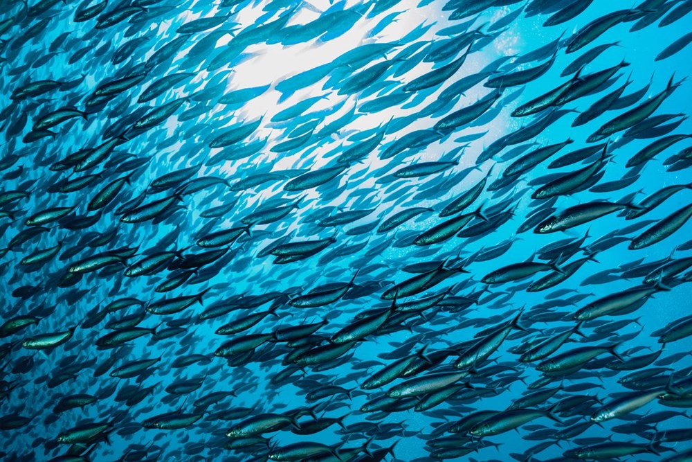 Sardalya ve hamsi yok olma tehlikesiyle karşı karşıya!