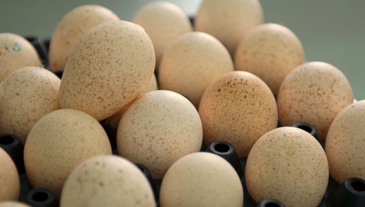 Neden hindi yumurtası yemeyiz?