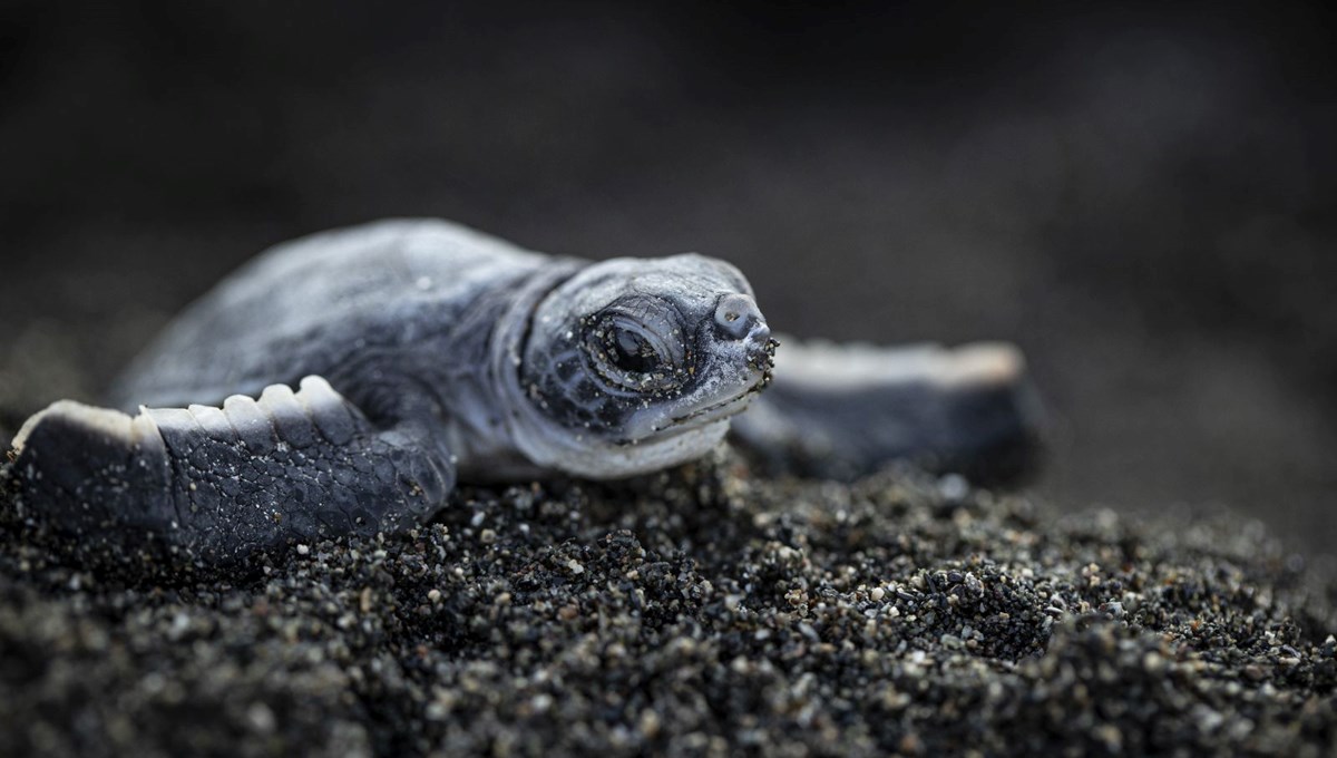 Deniz kaplumbağalarının tehlikeli yolculuğu görüntülendi