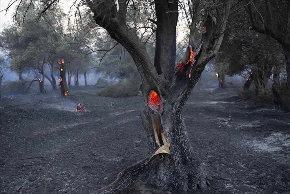 Haftanın fotoğrafları (4-10 Temmuz 2020) - 21