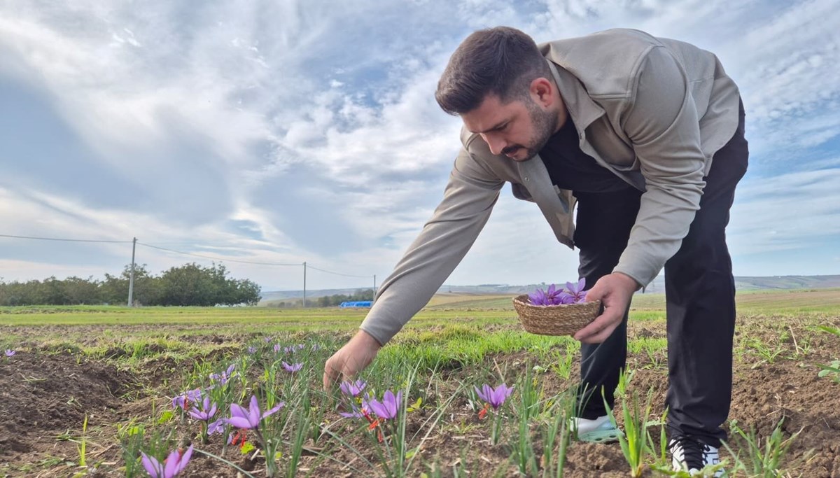 Şifalı baharatın kilosu 600 bin TL'yi buluyor