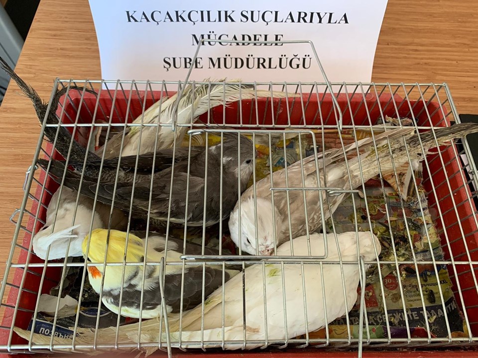 İstanbul'da 'kaçak papağan' operasyonu - 1