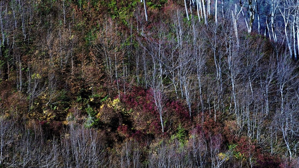 Artvin Karçal Dağları�nda sonbahar güzelliği NTV
