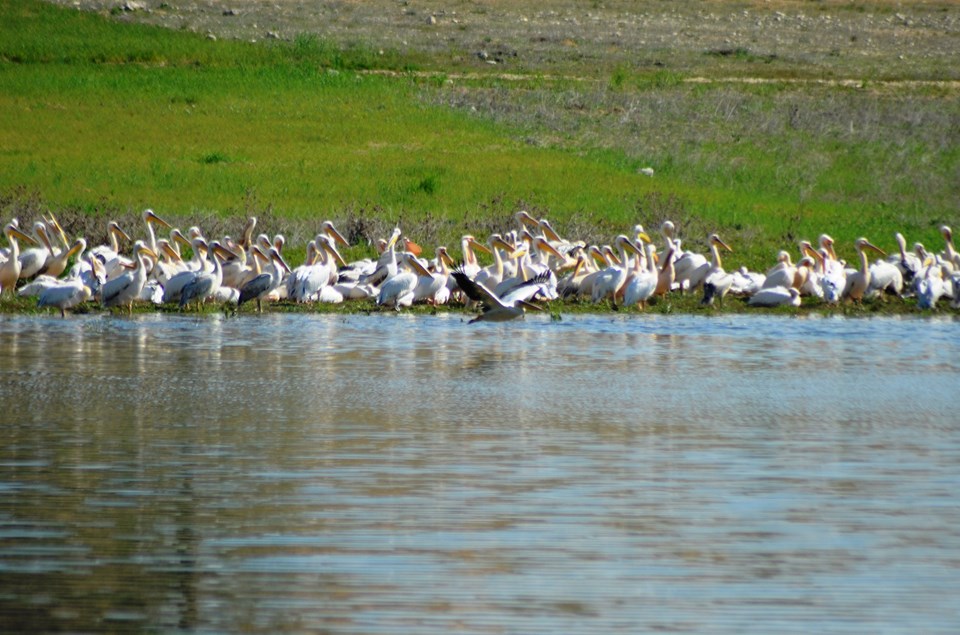 Frig Vadisi pelikanlara ev sahipliği yapıyor - 2