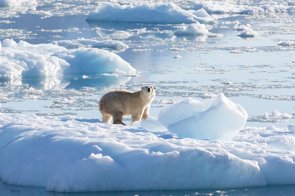 Bilim insanlarından umutlandıran keşif: İklim değişikliğine adapte olmayı başaran bir kutup ayısı topluluğu keşfedildi - 2