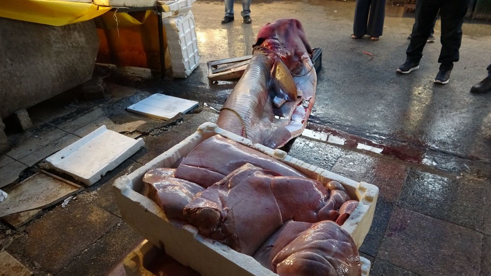 5 metre uzunluğunda ve 400 kilogram ağırlığında dev 'pamuk' cinsi köpek balığı yakaladı - 8