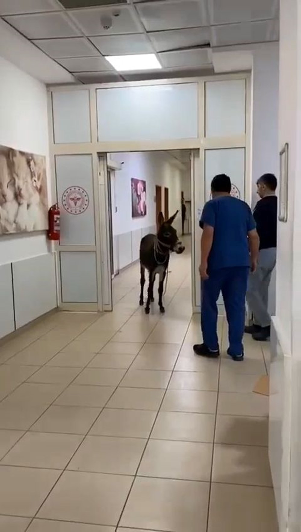 "Gözaltına alınan" eşek acil servise kaçtı - 5