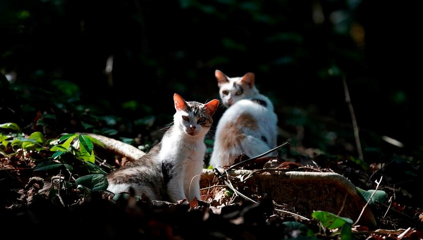 Kedi Adası'nda kriz: Nüfusu tükenişin eşiğinde!