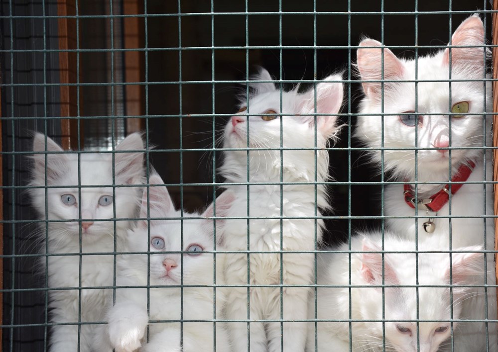 Van kedileri için koruma projesi: Yavru sayıları her yıl artacak - 12