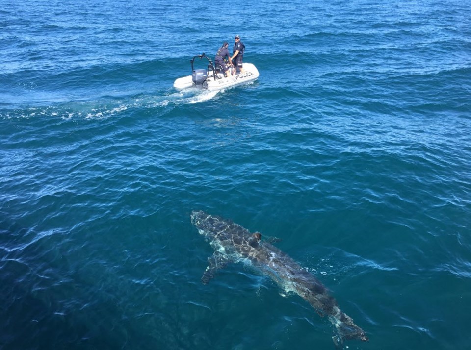 Avustralya’da deniz polisine köpek balığı engeli - 1