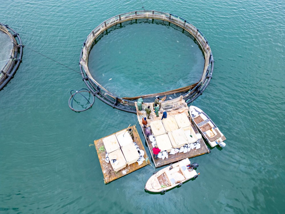 Denizsiz Balıkçılık Mucizesi: 6 Yıllık Serüven Dünya'ya Açılıyor 74