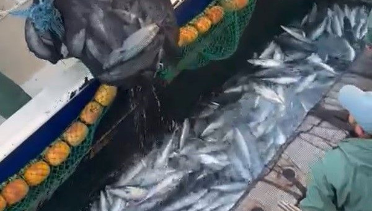 Çanakkale Boğazı’nda torik bolluğu Çanakkale Boğazı’nda torik bolluğu