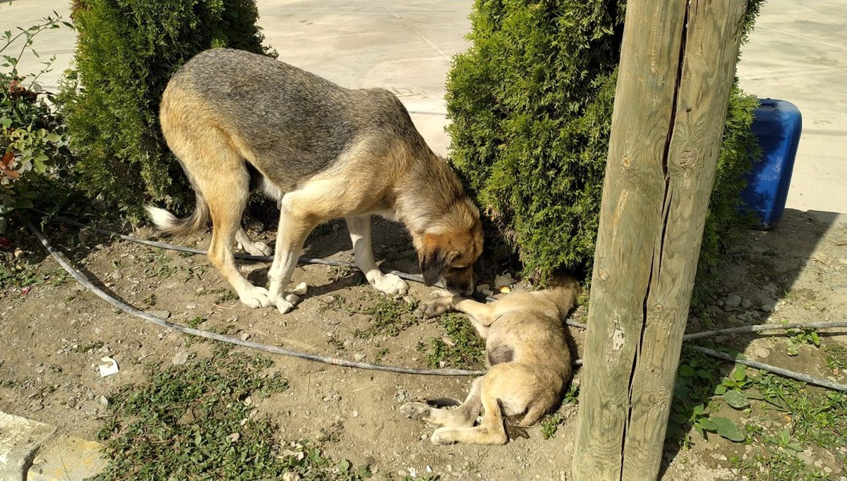 Anne köpek yavrusunun başından ayrılmadı