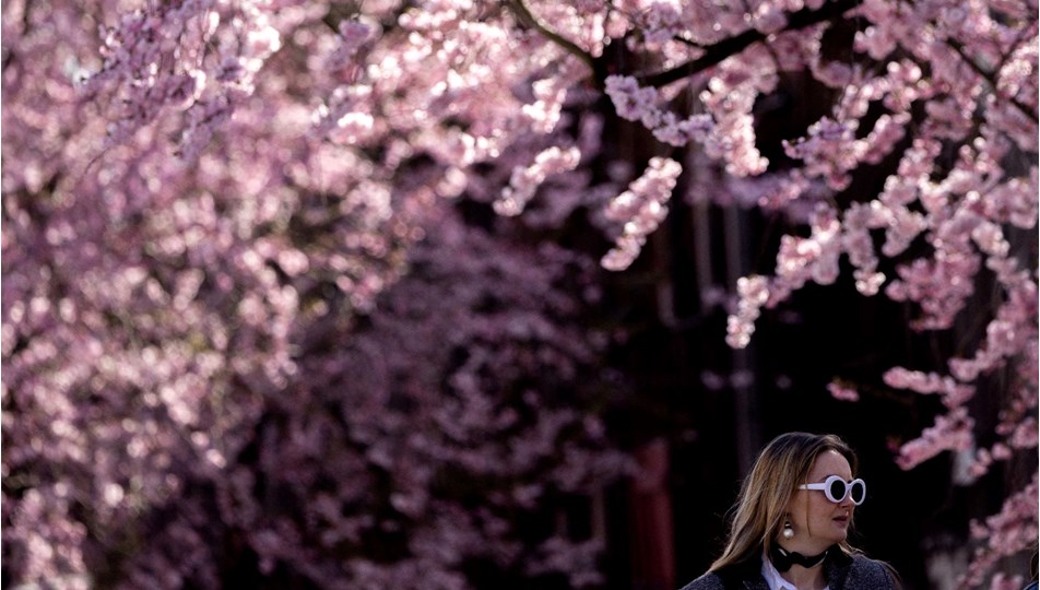 Almanya'da kiraz çiçeği sezonu: Sokaklar pembeye büründü