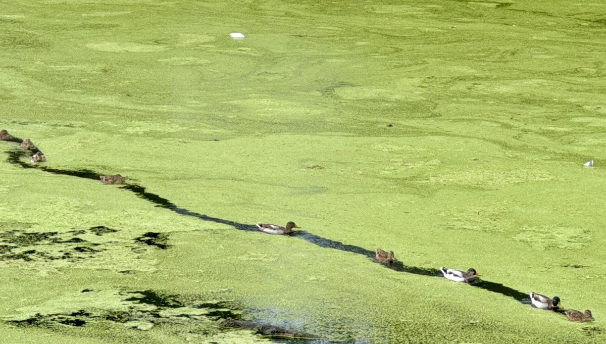 Tunca Nehri yeşile boyandı: Korkutan artış gözler önüne serildi