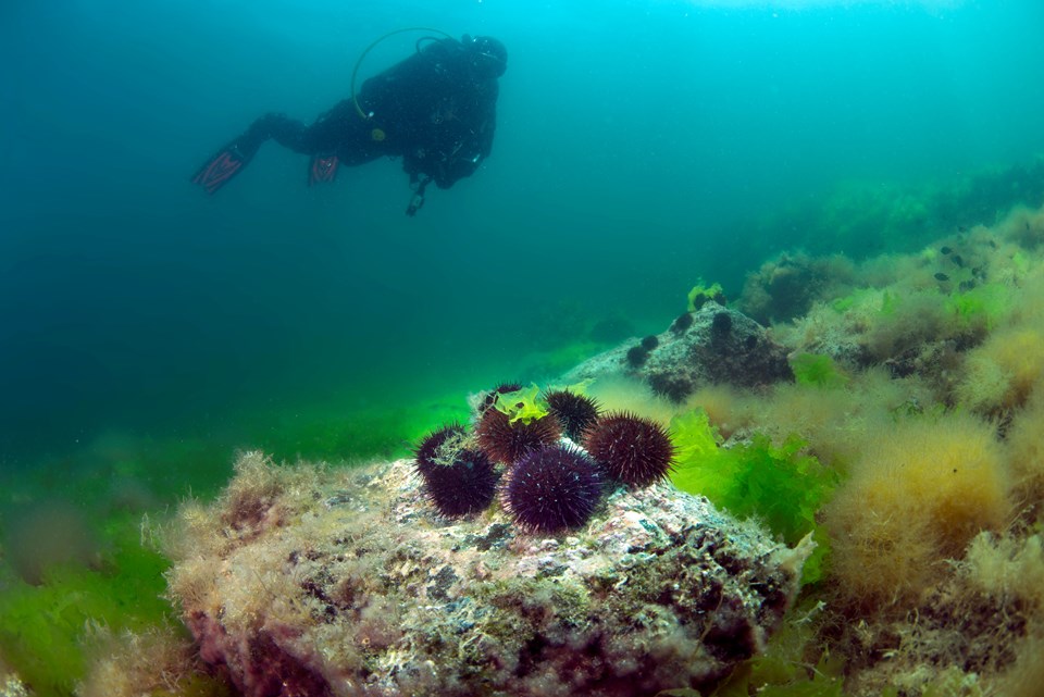 Marmara'da deniz kestanesi avcılığı yasaklandı - 1