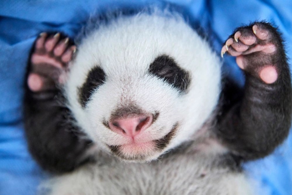 Çin'de doğan ikiz pandalar dünyanın ilgi odağı oldu - 3