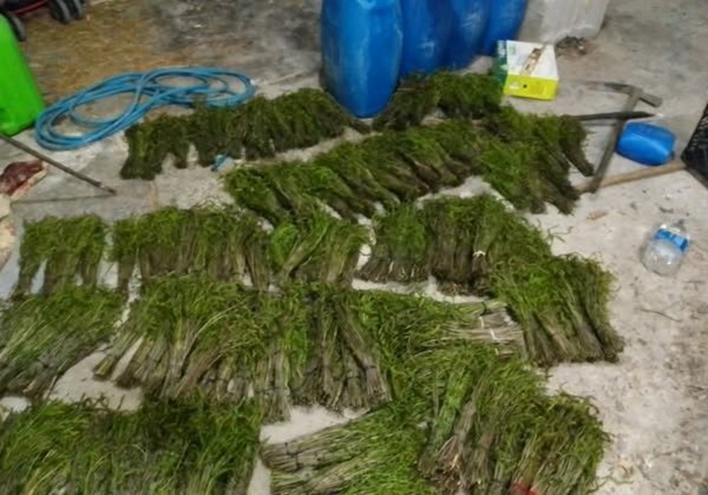 Dağlardan bedavaya toplanıyor, 100 TL'ye satılıyor: "Aydın'ın nimeti" olarak bilinen şifalı bitki 78 OZ00IUAnh0a5Pj7dVwIMog