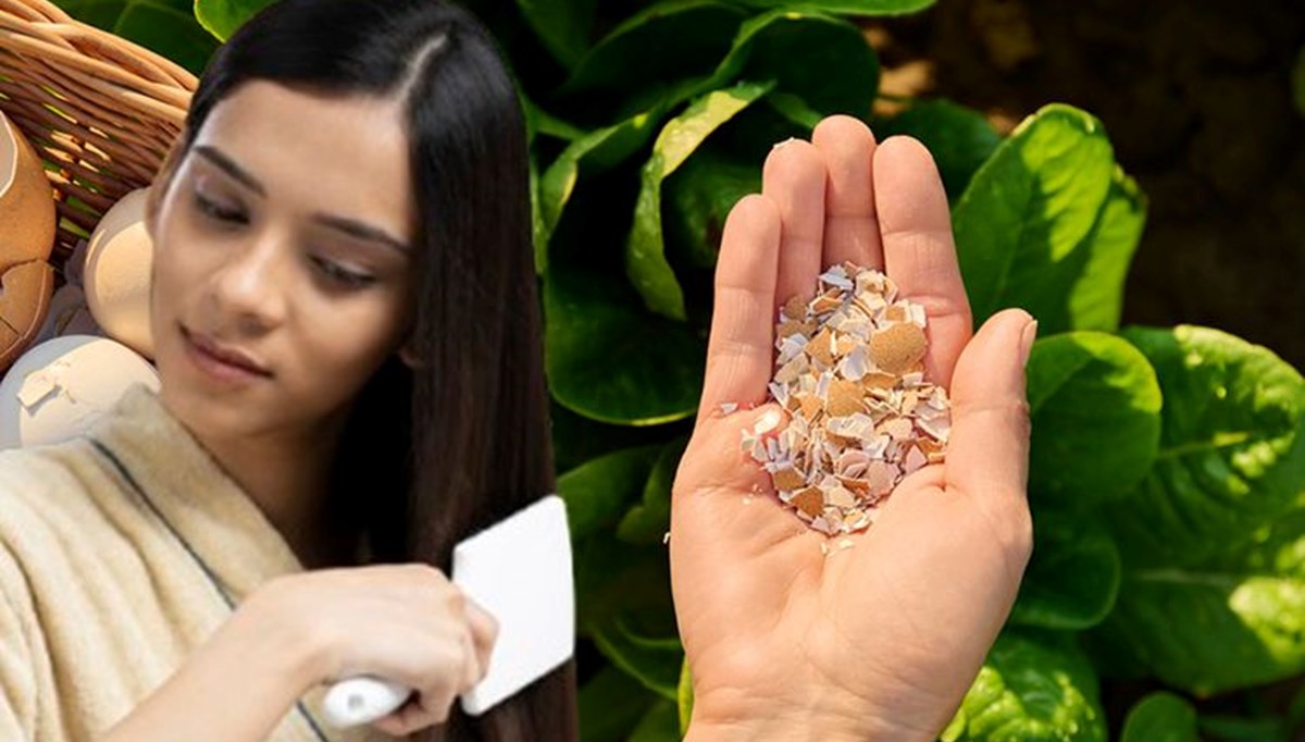 Kabuğu çöpe atılıyor ama gizli bir hazine: Meğer saçları uzatıyormuş