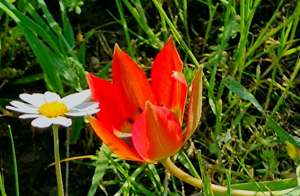 Senede bir kez açıp yalnızca 10 gün yaşıyor: Koparmanın cezası var 72